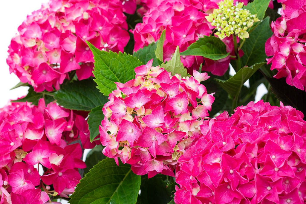 Hydrangea