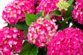 Hydrangea