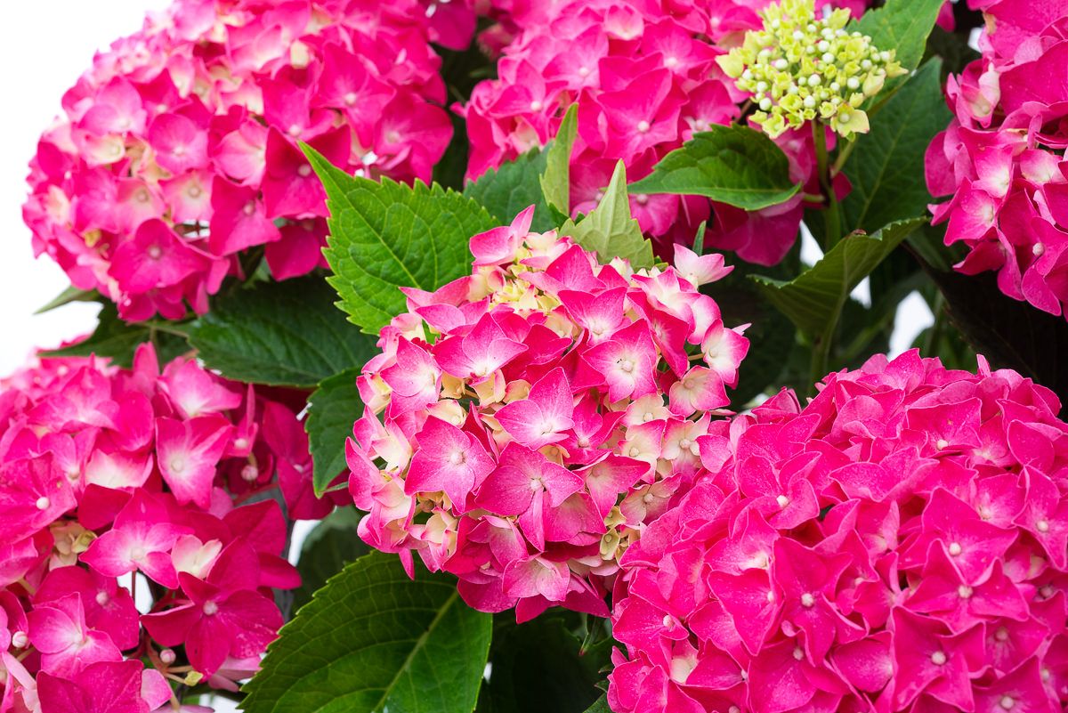 Hydrangea