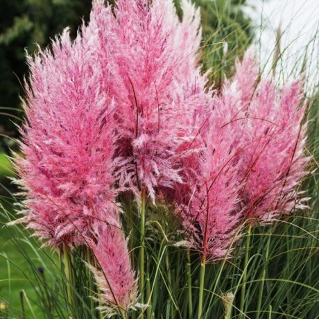 ORNAMENTAL GRASS - PAMPAS GRASS (Cortaderia selloana) 15 stück