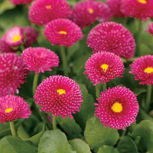 DAISY ENGLISH POMPONETTE PINK  (Bellis perennis) 15 stück