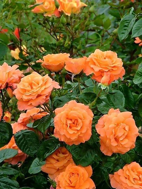 10 Stück Kletterrose Rosa Multiflora Perennial Duftende Blumensamen Heimdekoration