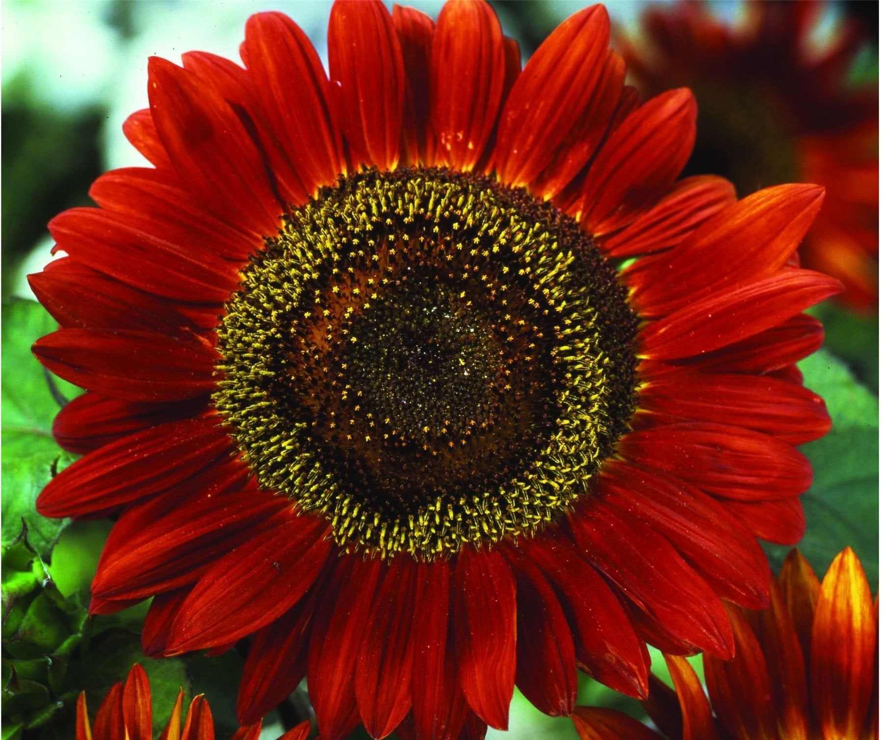 SONNENBLUME ROT SONNENSAMEN (Helianthus annuus) 10 stück