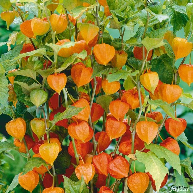 Lampion blume