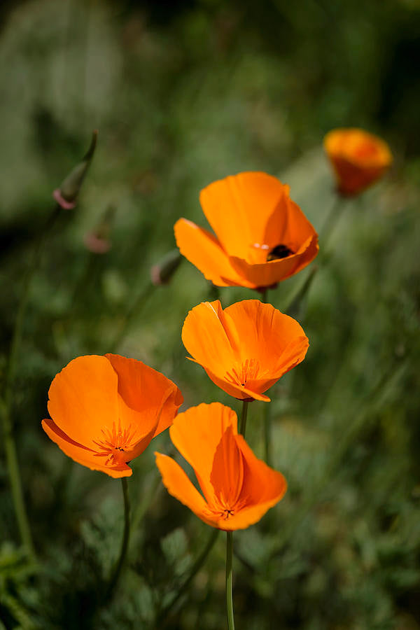 Kalifornischer Mohn (Eschscholzia Californica Golden West)  20 stück