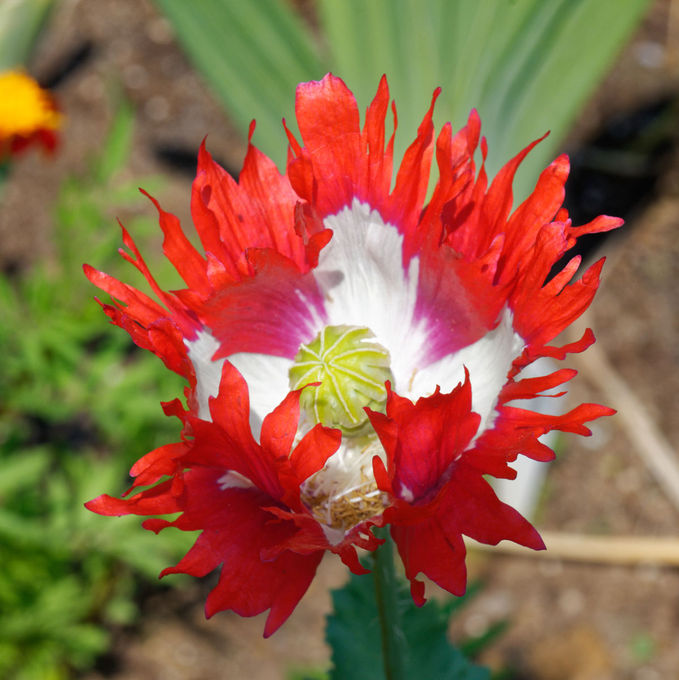 POPPY DANISH FLAG SEEDS (Papaver somnifer)