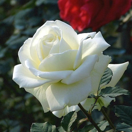 weiß Rose samen 10 stück
