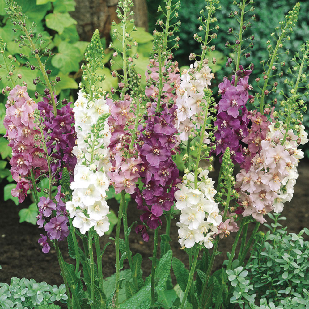 TEMPTRESS FLOWER MIX - Mullein - 3000 seeds - Verbascum phoeniceum 10 stück