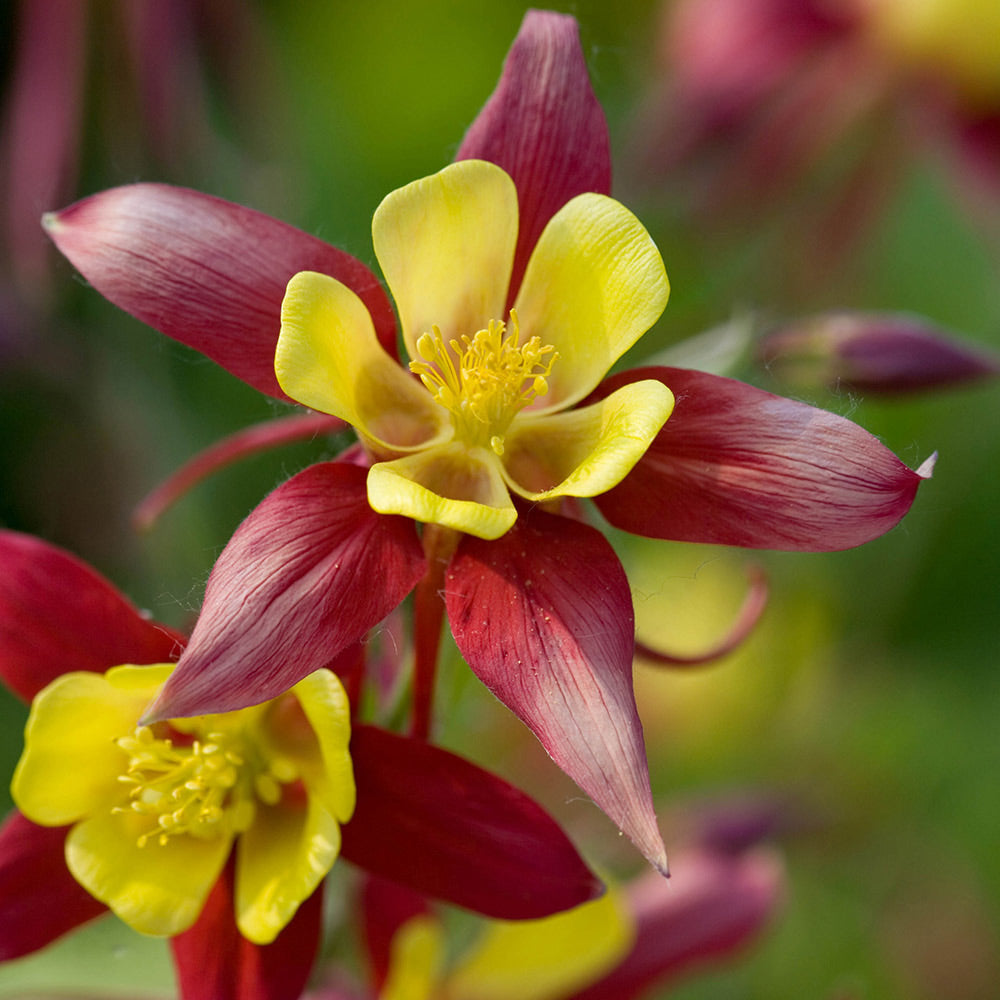 Rocky-Mountains-Akelei (Aquilegia caerulea) 15 stück