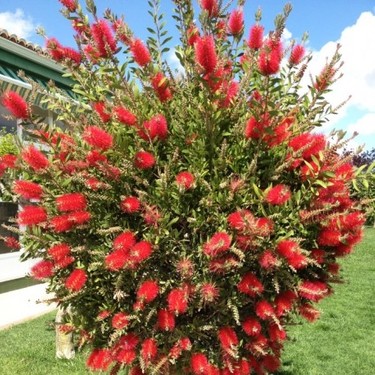 Neuseeländischer Weihnachtsbaum (Metrosideros excelsa), Eisenholzbaum 10 stück