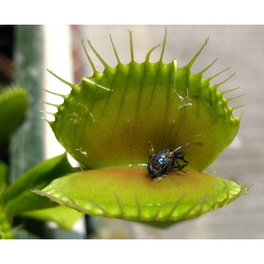 Dionaea muscipula 10 stück