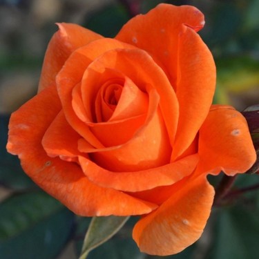 10 Stück Kletterrose Rosa Multiflora Perennial Duftende Blumensamen Heimdekoration