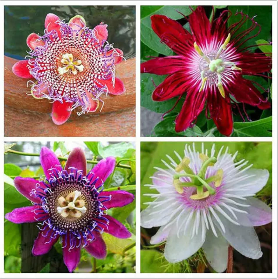 Passiflora incarnata Passions 5 stück