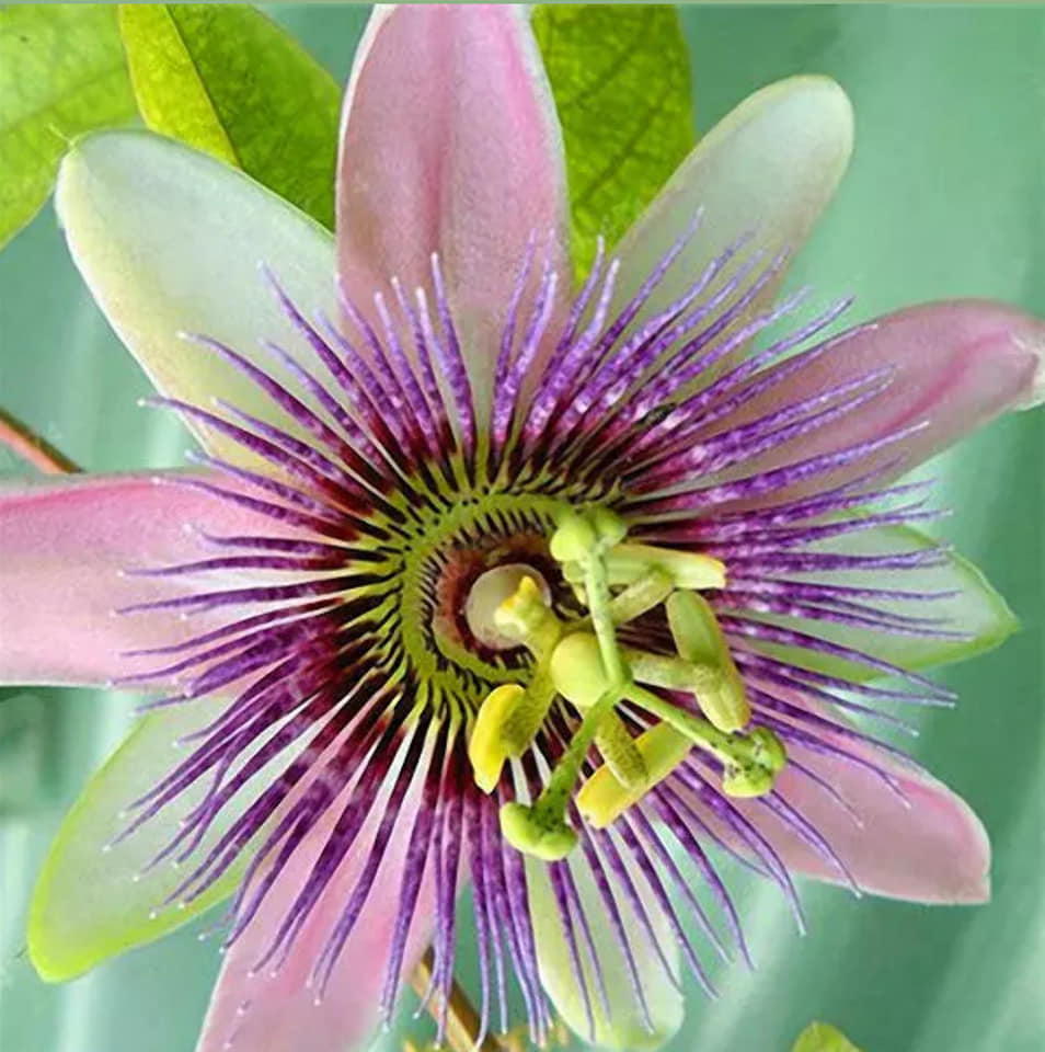 Passiflora incarnata Passions 5 stück