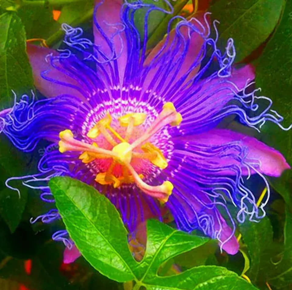 Passiflora incarnata Passions 5 stück