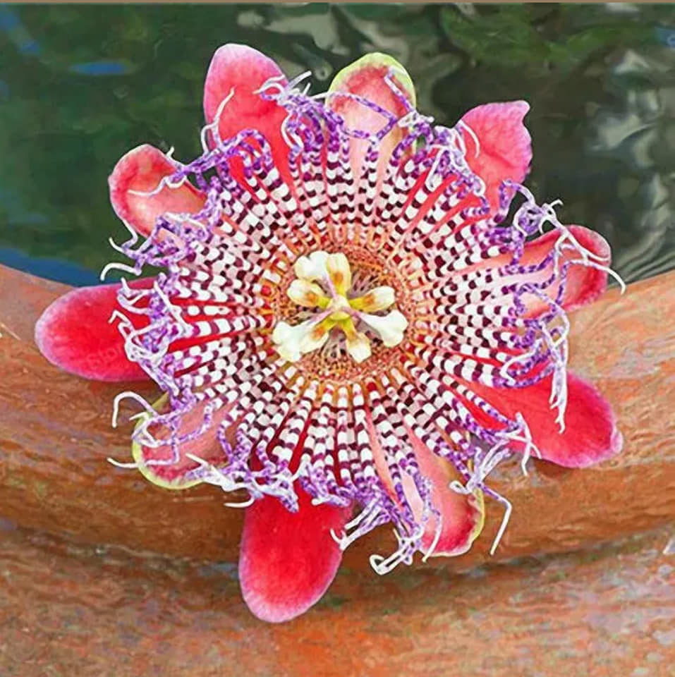Passiflora incarnata Passions 5 stück