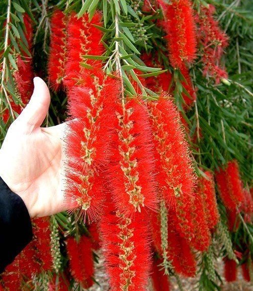 Neuseeländischer Weihnachtsbaum (Metrosideros excelsa), Eisenholzbaum 10 stück