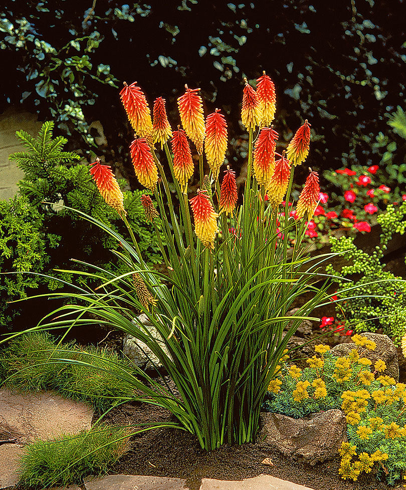 Kniphofia uvaria 'Grandiflora'