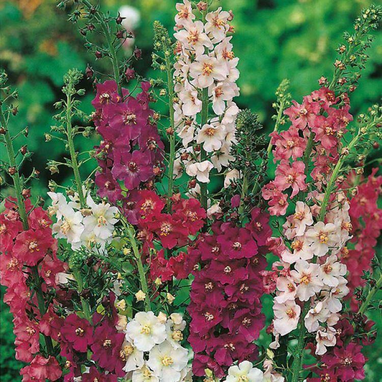 TEMPTRESS FLOWER MIX - Mullein - 3000 seeds - Verbascum phoeniceum 10 stück