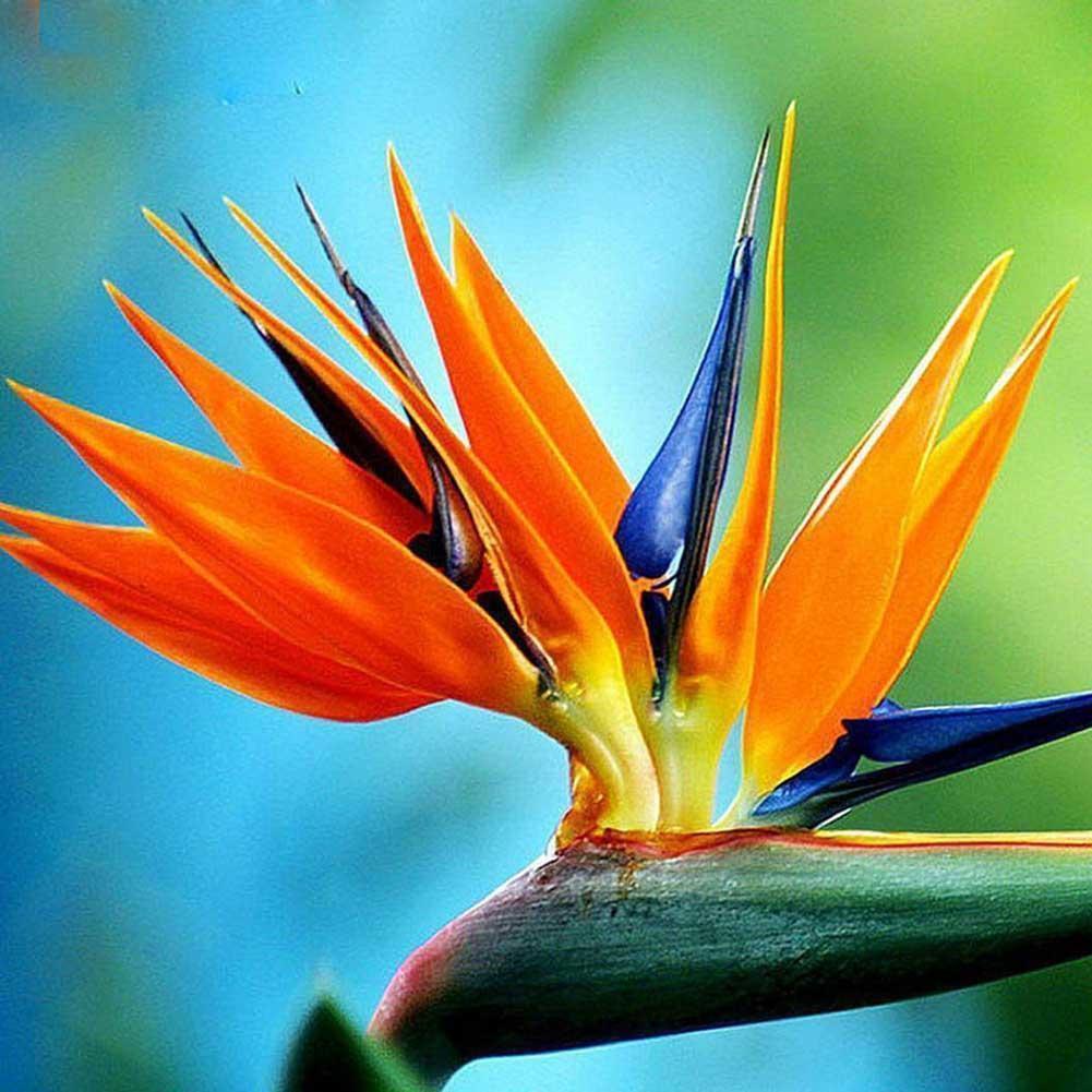 Strelitzia Blumen Orange Strelitzia Reginae Samen Paradiesvogel 5 stück