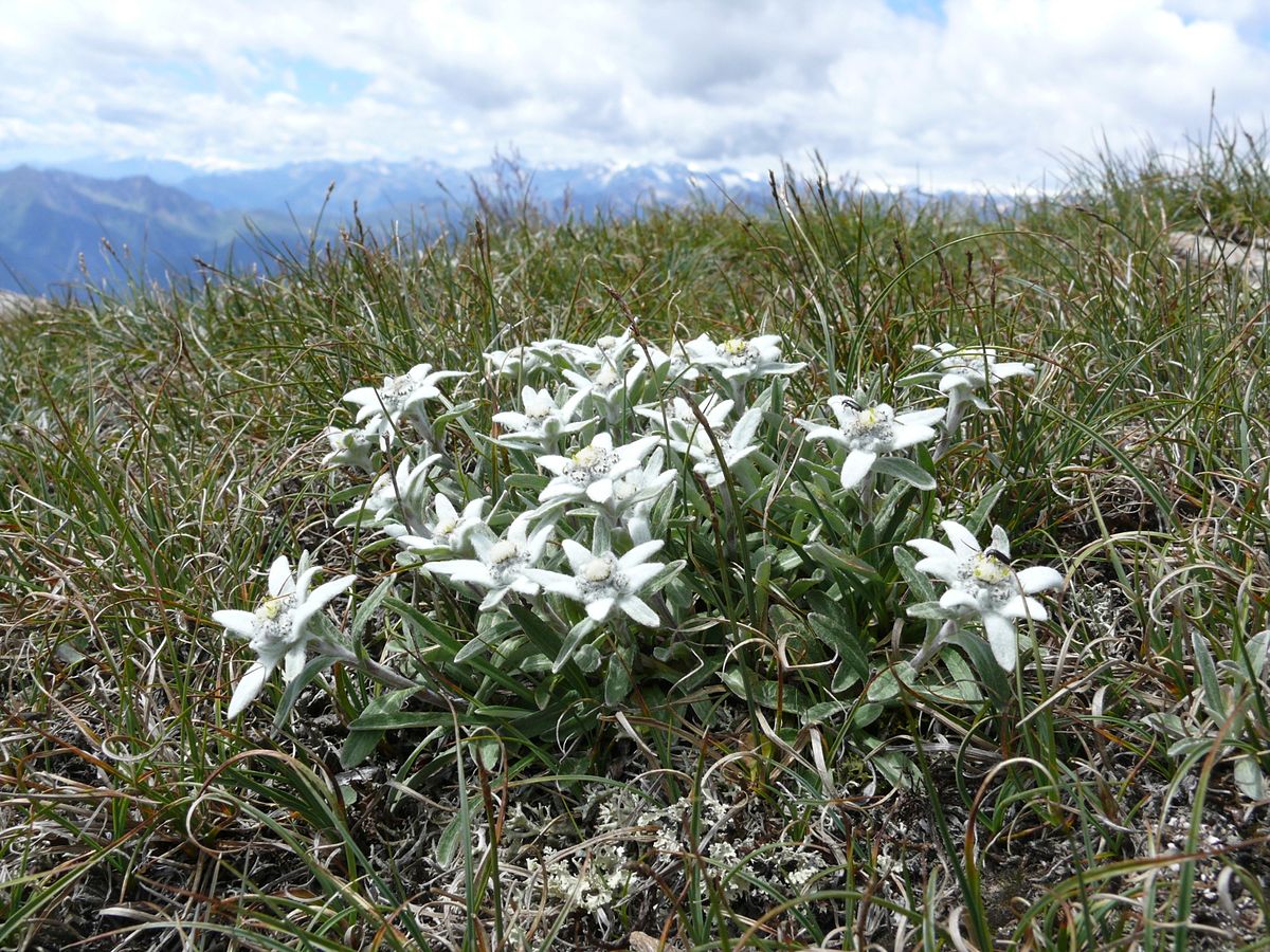 Alpen Edelweiß (Leontopodium alpinum) 10 stück