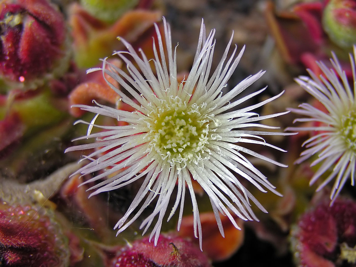 UNGEWÖHNLICH Samen Eisblume (Mesembryanthemum crystallinum) Eiskraut, essbar 15 stück