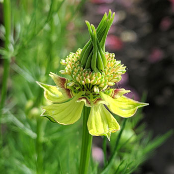 TRANSFORMATOR BLUMENSAMEN (Nigella orientalis) 10 stück