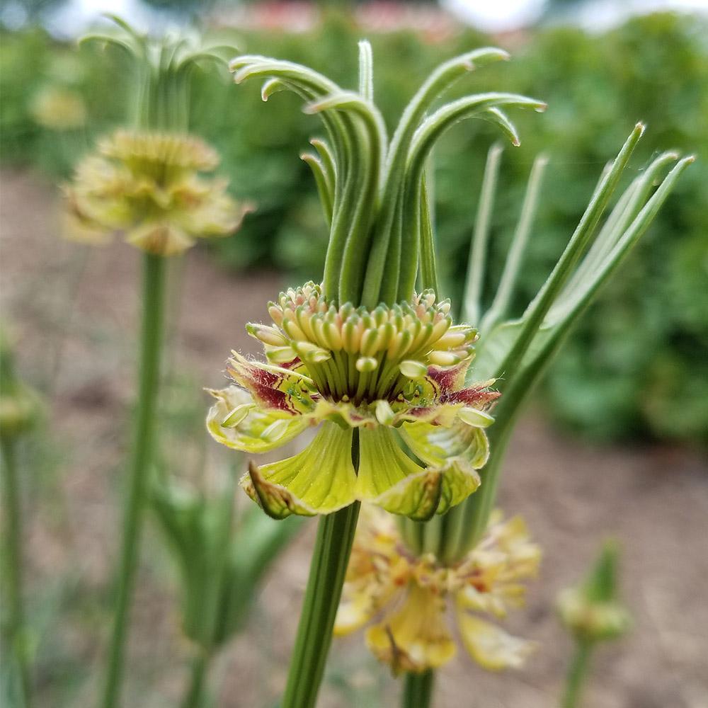TRANSFORMATOR BLUMENSAMEN (Nigella orientalis) 10 stück