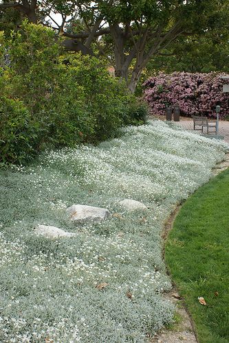 Schnee im Sommer (Cerastium Tomentosum) 20 stück