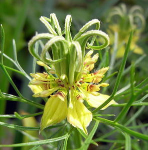 TRANSFORMATOR BLUMENSAMEN (Nigella orientalis) 10 stück