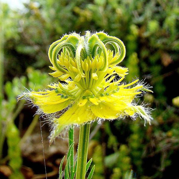 TRANSFORMATOR BLUMENSAMEN (Nigella orientalis) 10 stück