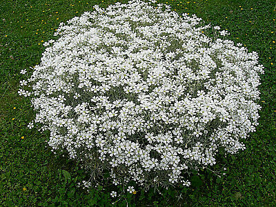 Schnee im Sommer (Cerastium Tomentosum) 20 stück