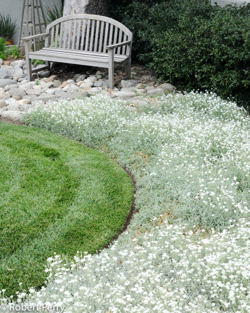 Schnee im Sommer (Cerastium Tomentosum) 20 stück