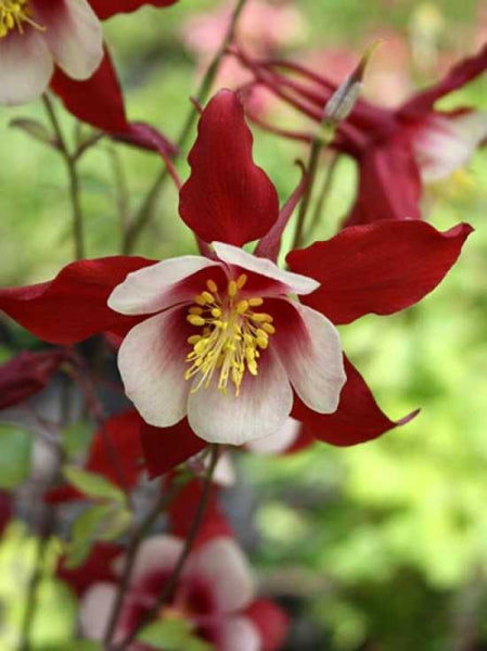 Rocky-Mountains-Akelei (Aquilegia caerulea) 15 stück