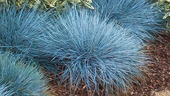 BLAUE FESCUE (Festuca glauca) 15 stück