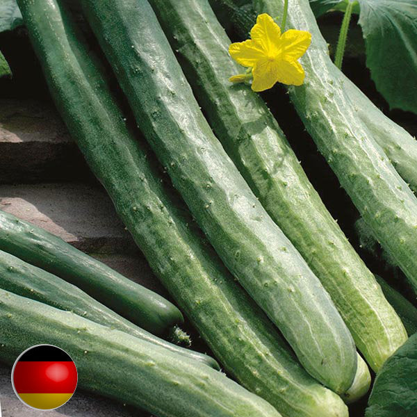 Schlangengurke-Salatgurke samen-Chinese-Slangen-15-stuck-Cucumis-sativus 25 stück