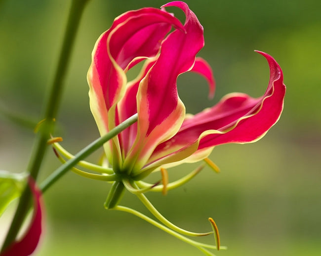 Garland flamme Lilium blumen