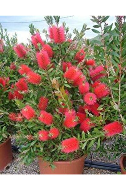 Neuseeländischer Weihnachtsbaum (Metrosideros excelsa), Eisenholzbaum 10 stück
