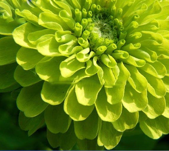 ZINNIA ENVY LIME SEEDS (Zinnia elegans) 10- stück