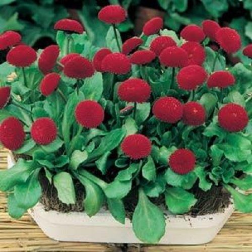DAISY ENGLISH POMPONETTE PINK  (Bellis perennis) 15 stück