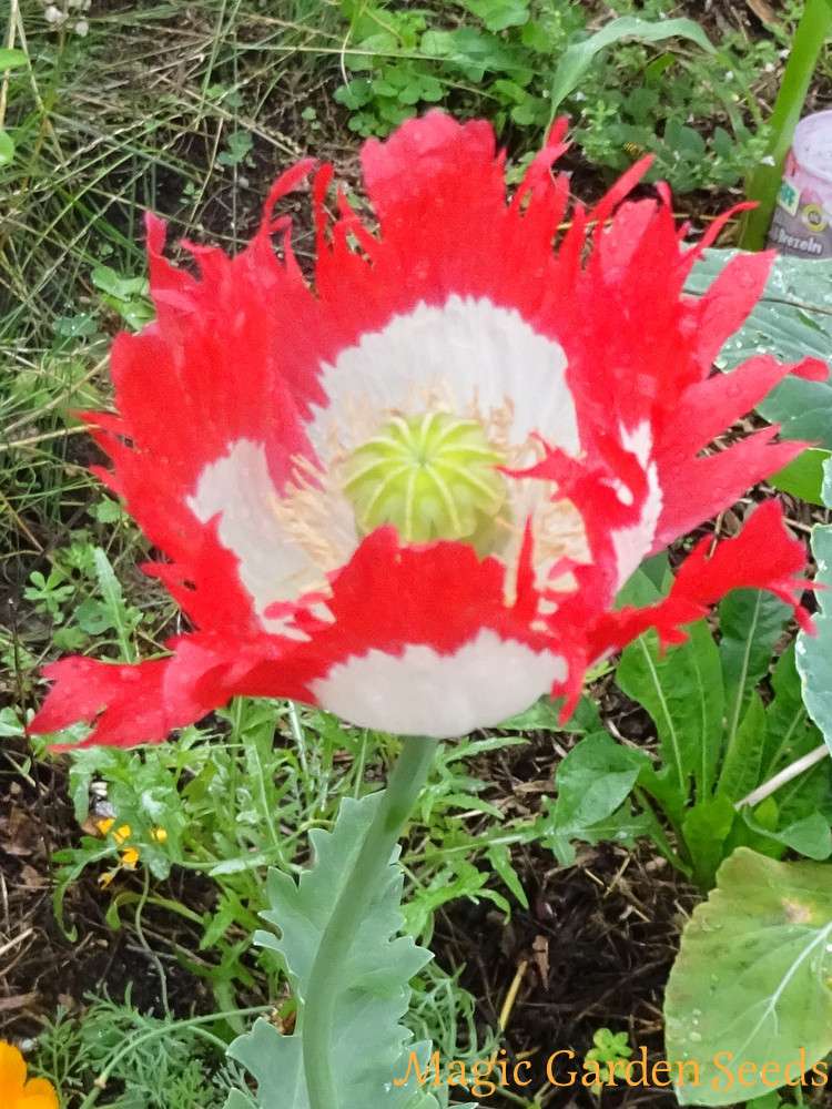 POPPY DANISH FLAG SEEDS (Papaver somnifer)