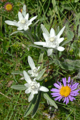 Alpen Edelweiß (Leontopodium alpinum) 10 stück