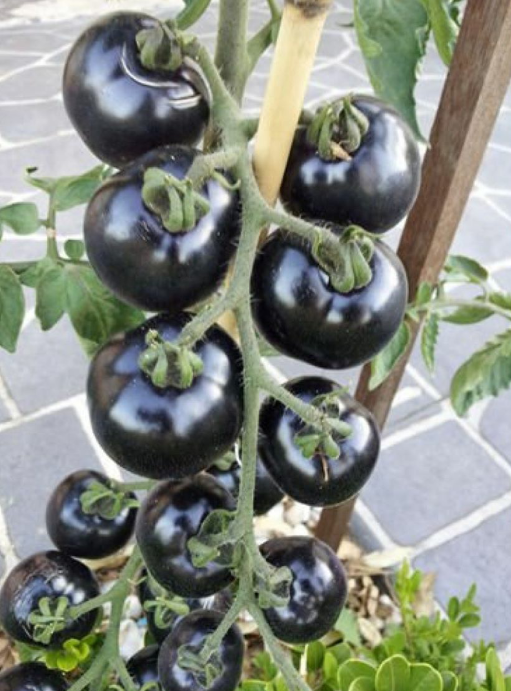 Chery Tomaten mini (Schwarz) 15 stück