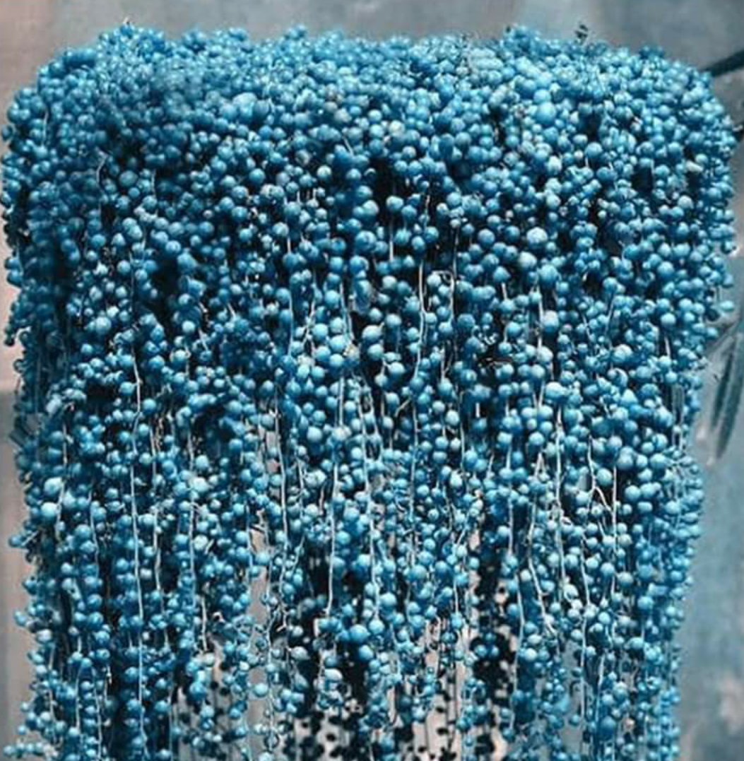 Blau Perle samen 15 stück