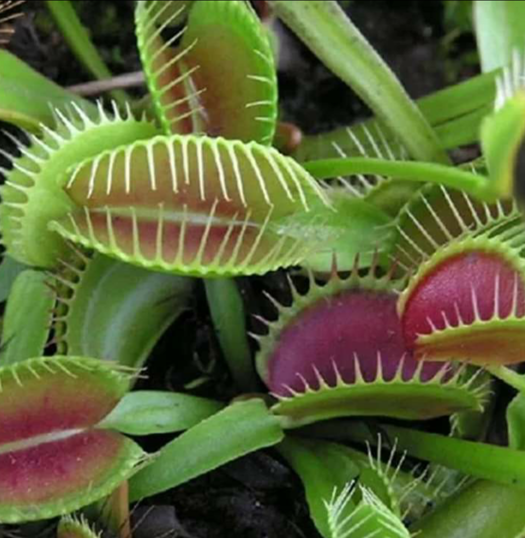 Dionaea muscipula 10 stück