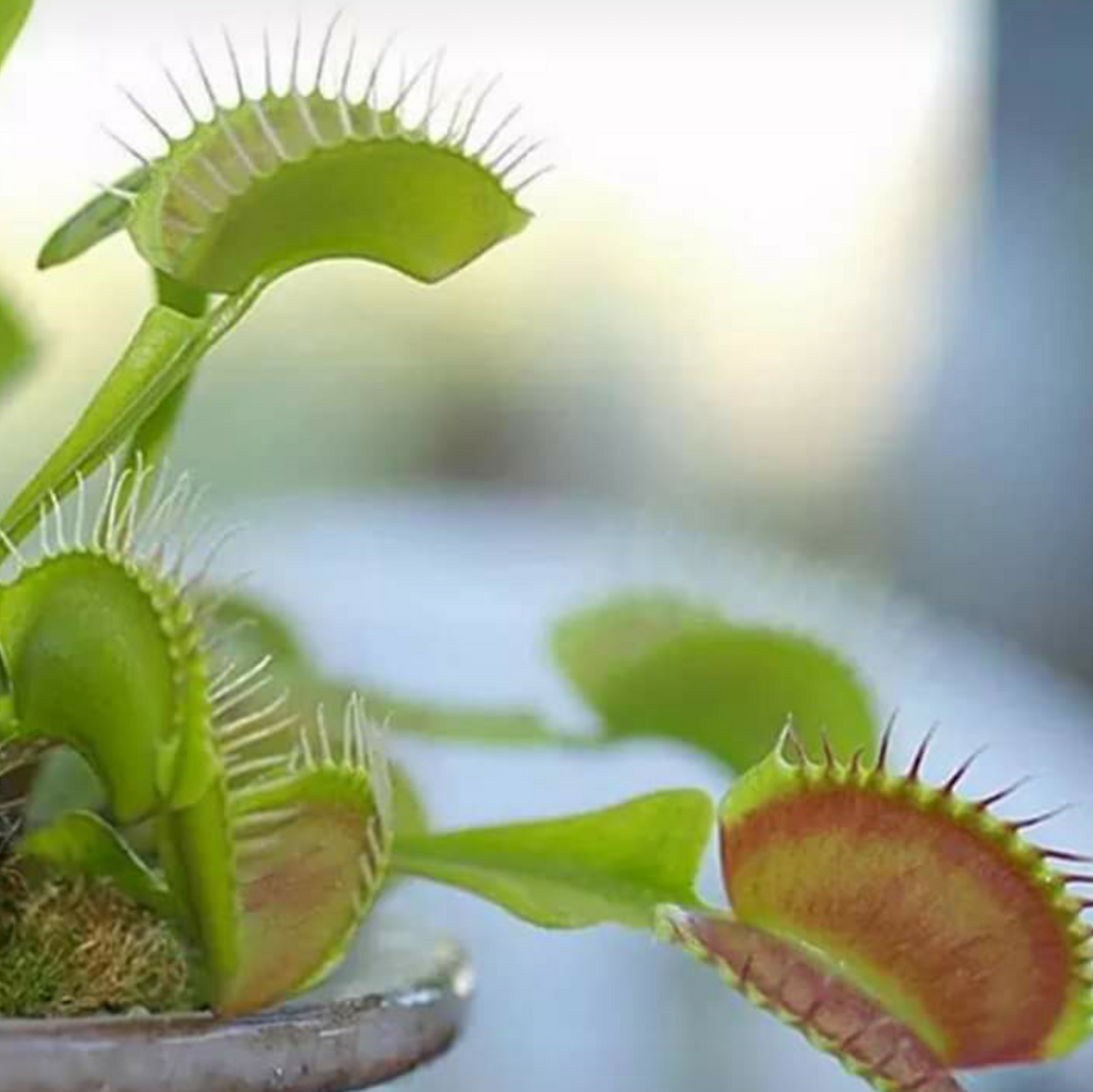 Dionaea muscipula 10 stück
