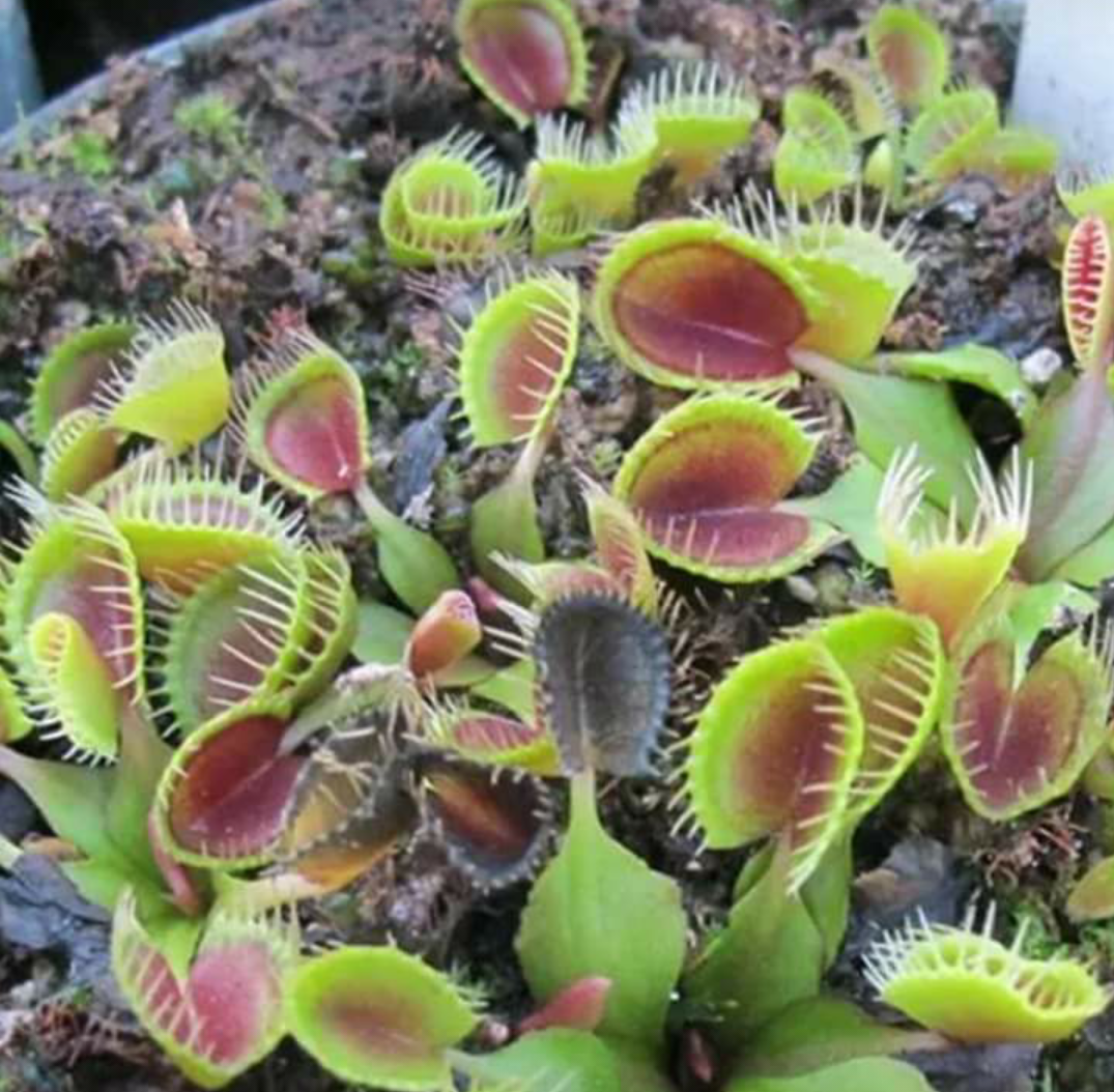 Dionaea muscipula 10 stück