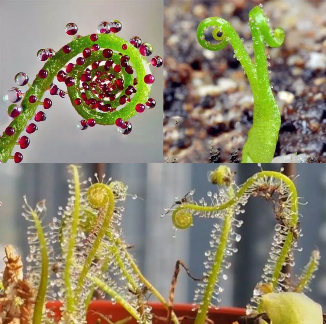 Drosera Capensis samen.