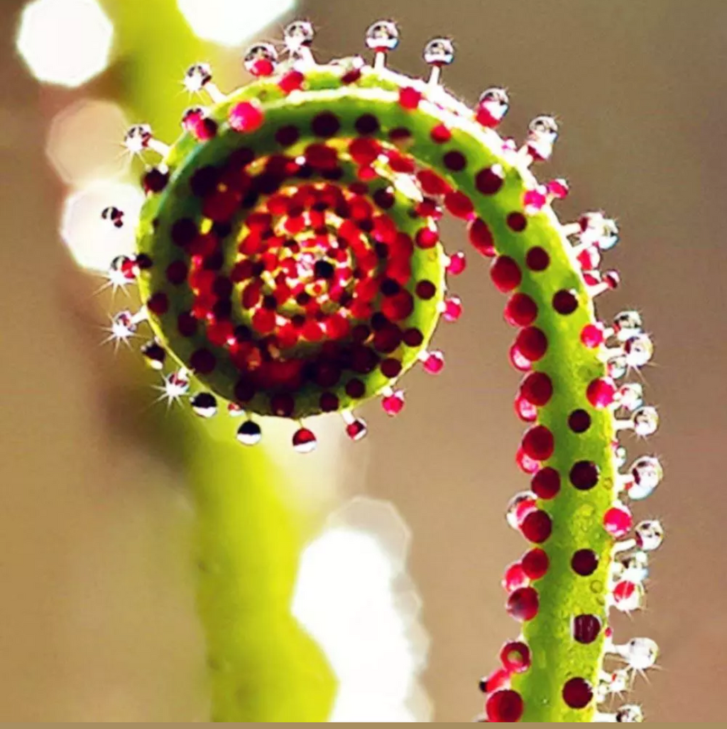 Drosera Capensis samen.
