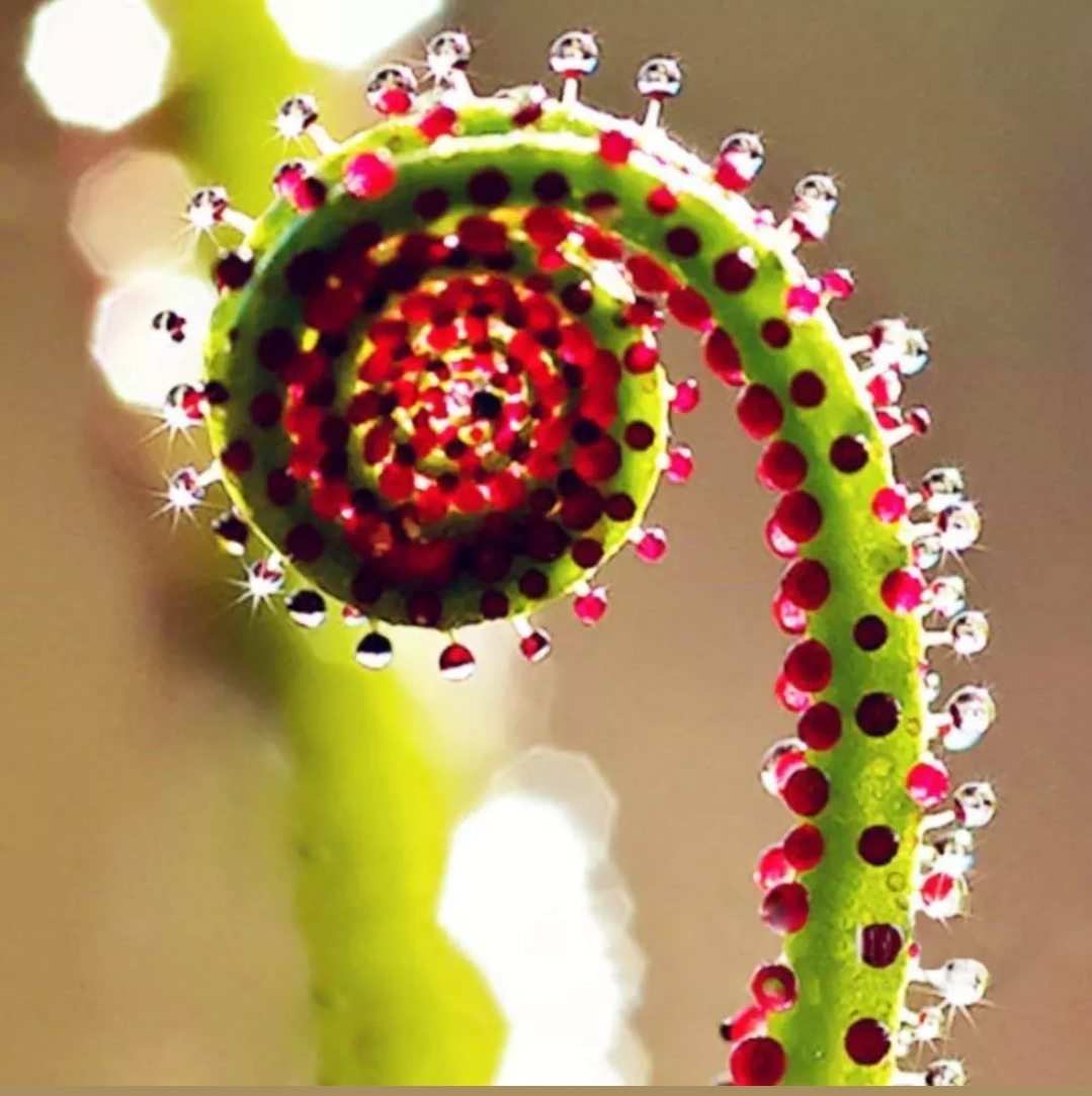 Drosera Capensis samen.
